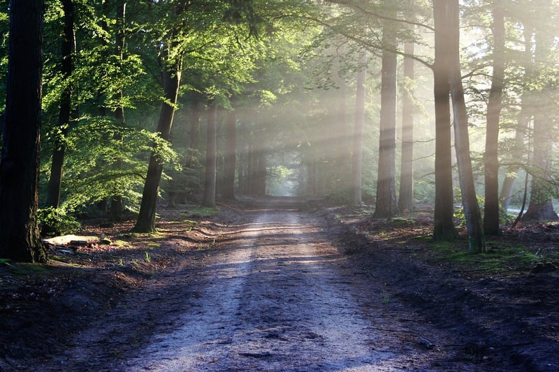 Forest path for walking meditation