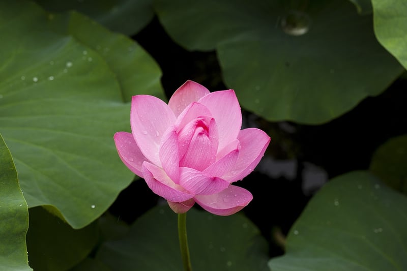 Mindful Respiration